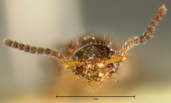 Media type: image; Entomology 34094   Aspect: head frontal view